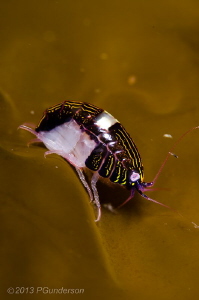 Sea Flea by Pat Gunderson 